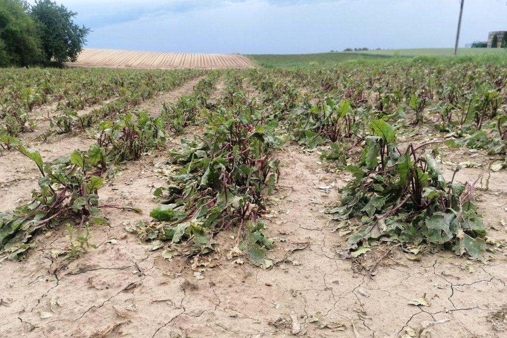 13.06.2022. Słonowice. Zniszczone uprawy buraka na skutek gradobicia. Fot. Marta Gajda-Kruk / Radio Kielce