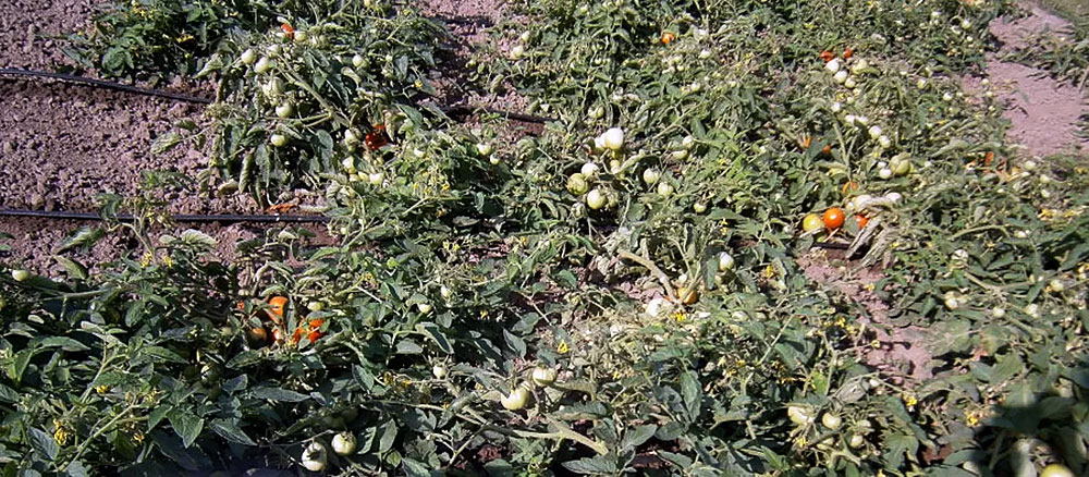 Nawadnianie kroplowe pomidora gruntowego / Fot. Małgorzata Miłek - ŚODR Modliszewice