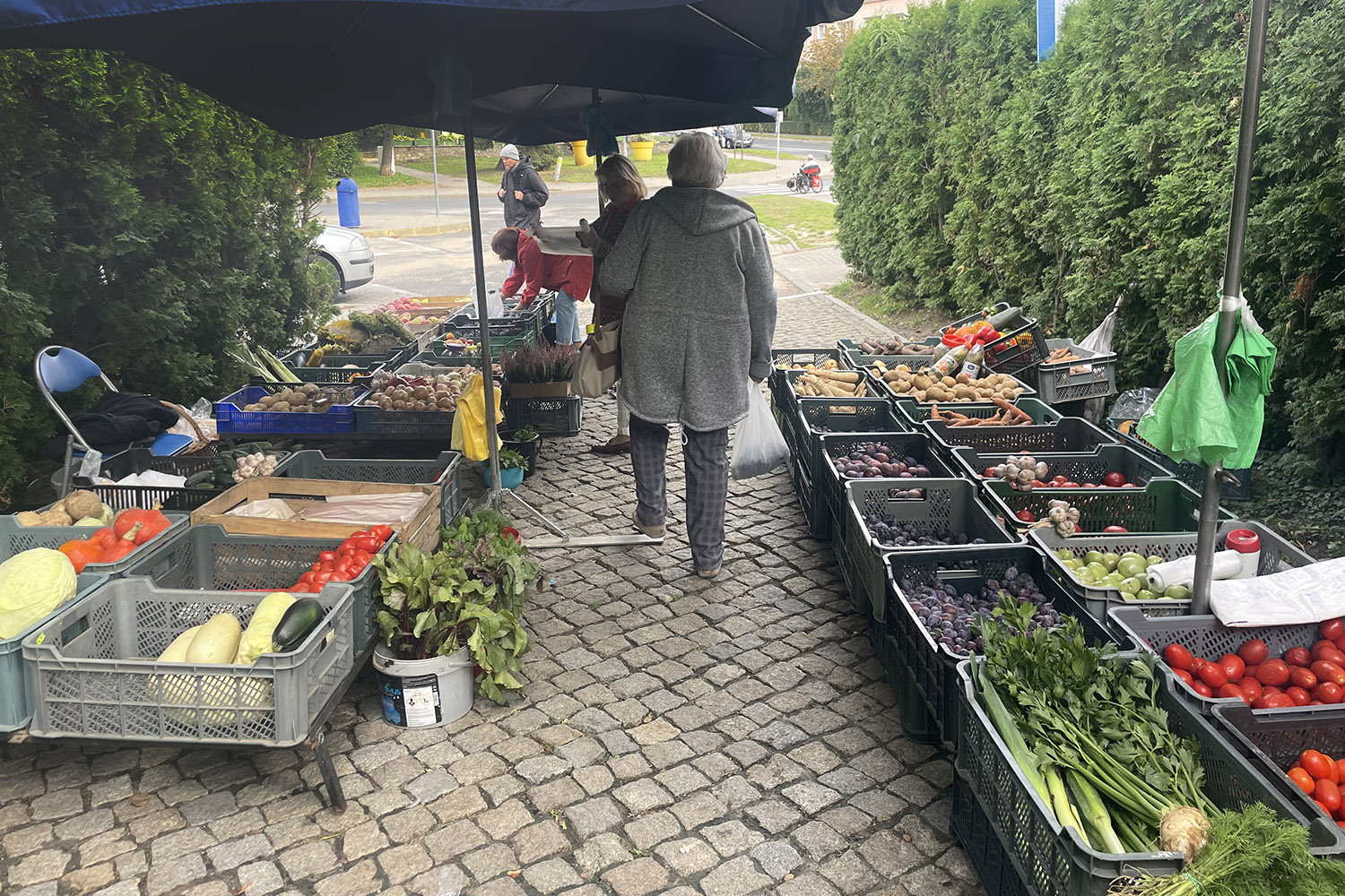 15.09.2022. Zielony rynek w Sandomierzu. Warzywa i owoce / Fot. Grażyna Szlęzak