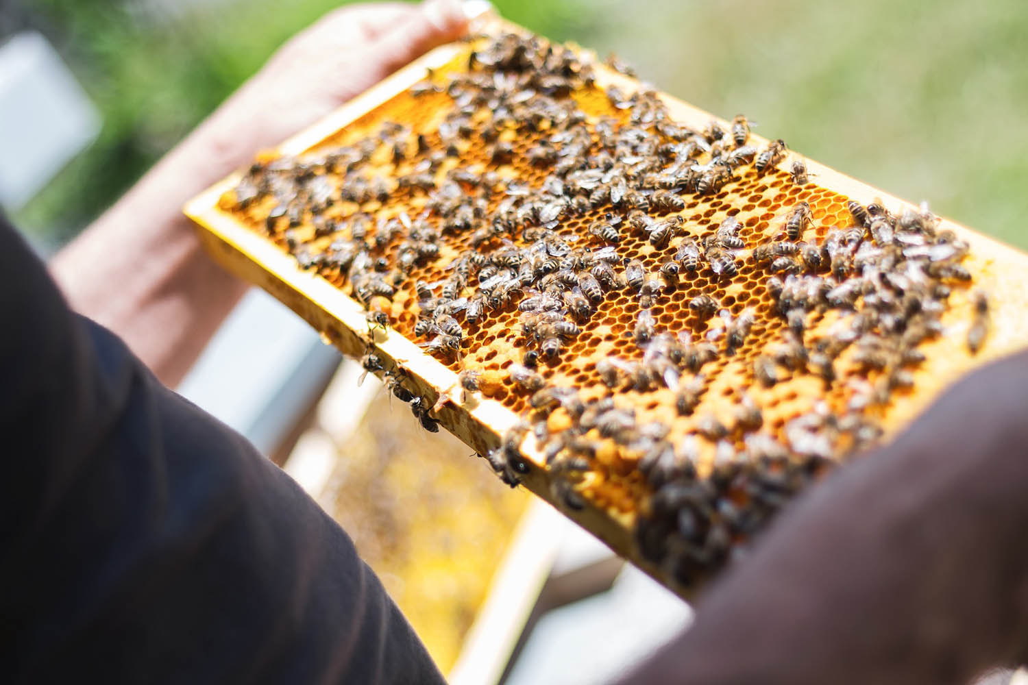 Miliony złotych dofinansowania do przezimowanych rodzin pszczelich