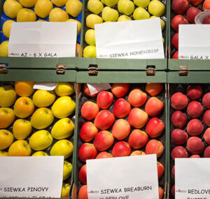 AJ APPLE przywiezie najnowsze odmiany jabłek jak BigBos, Patitta, RedRok, Tabum, Elstar Seedling, oraz Pieter Green x Simirienko / Fot. Targi Kielce