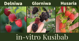 Grupa in-vitro Kusibab zaoferuje rośliny - owocowe i ozdobne, w różnych wielkościach 𝐨𝐝 𝐦𝐚𝐭𝐞𝐫𝐢𝐚ł𝐮 𝐥𝐚𝐛𝐨𝐫𝐚𝐭𝐨𝐫𝐲𝐣𝐧𝐞𝐠𝐨, 𝐚ż 𝐩𝐨 𝐝𝐨𝐧𝐢𝐜𝐳𝐤𝐢. Będą też nowe odmiany / Fot. Targi Kielce