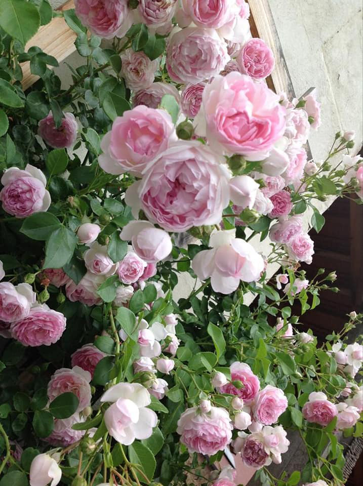 Romantyczna róża pnąca Jasmina