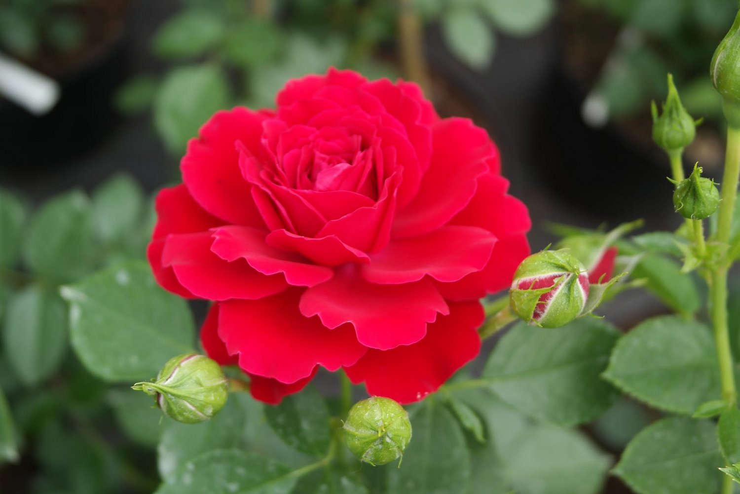 Do centrów ogrodniczych dotarła dostawa sadzonek róż w rzadkich i poszukiwanych barwach. Na zdjęciu: róża czerwona / Fot. Fot. Agrocentrum Sandomierska