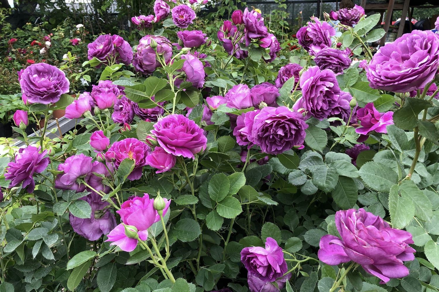 Do centrów ogrodniczych dotarła dostawa sadzonek róż w rzadkich i poszukiwanych barwach. Na zdjęciu: róża minerwa / Fot. Fot. Agrocentrum Sandomierska