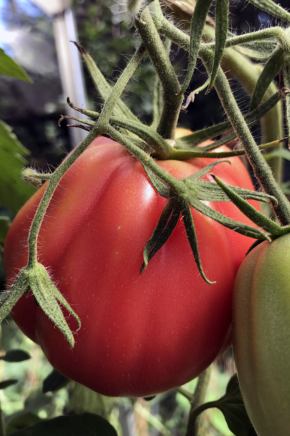 Rosamunda - malinowy rarytas wśród pomidorów / Fot. Agrocentrum Sandomierska