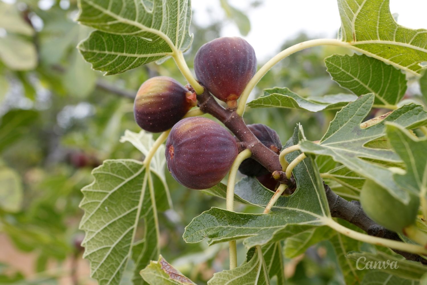 Figa - słodki owoc w ogrodzie
