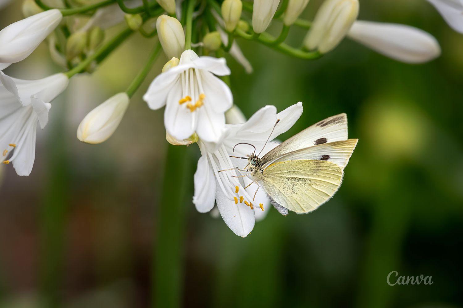 Motyle - ile jest ich w Polsce i dlaczego mają swoje święto? 