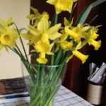 Narcyz - ulubiony kwiat wczesnej wiosny