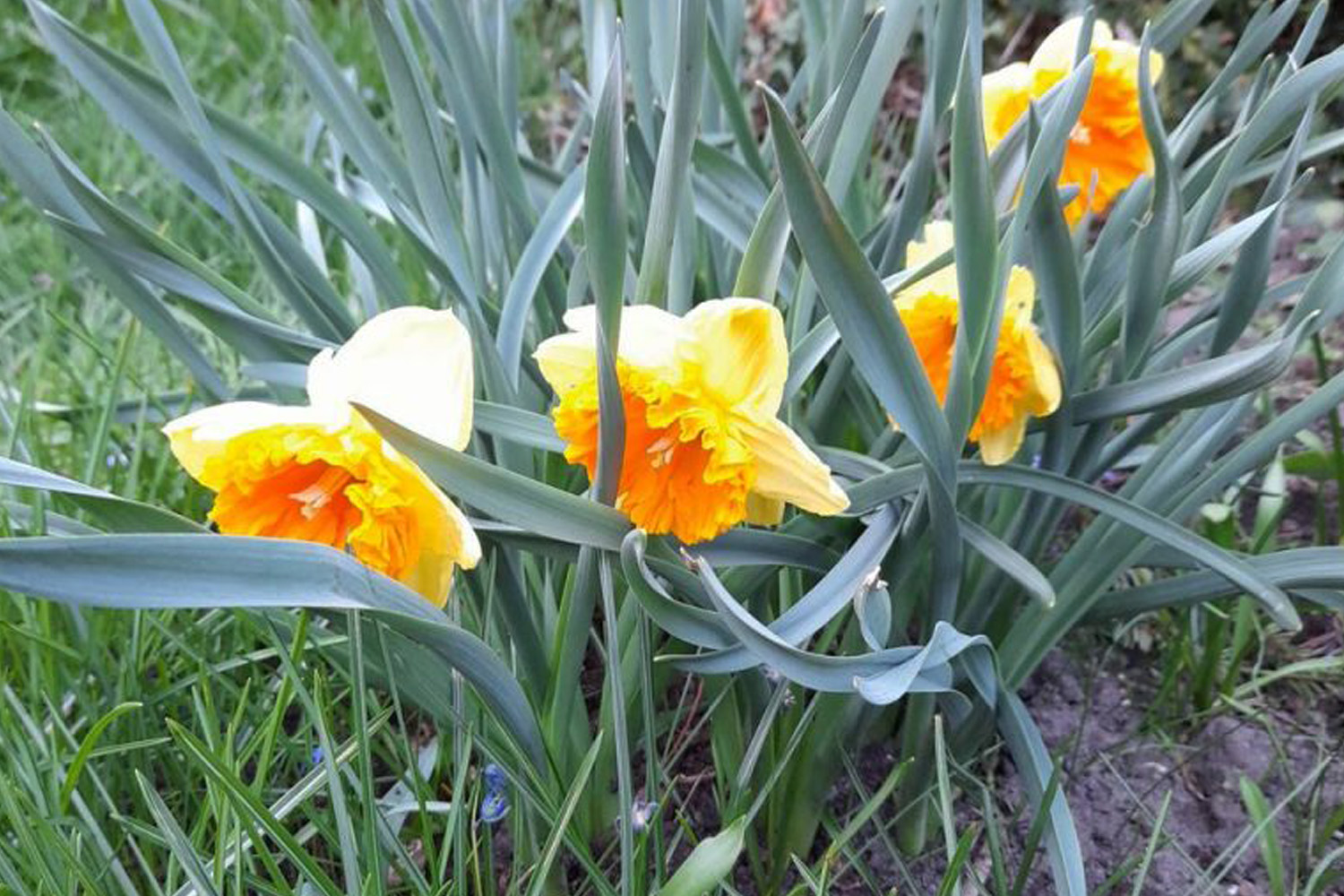 Narcyz - ulubiony kwiat wczesnej wiosny