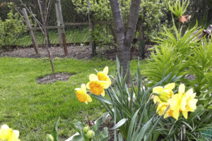 Wiosna w ogrodzie „Prochownia” w Kielcach. Czym zachwyca? (fotorelacja)