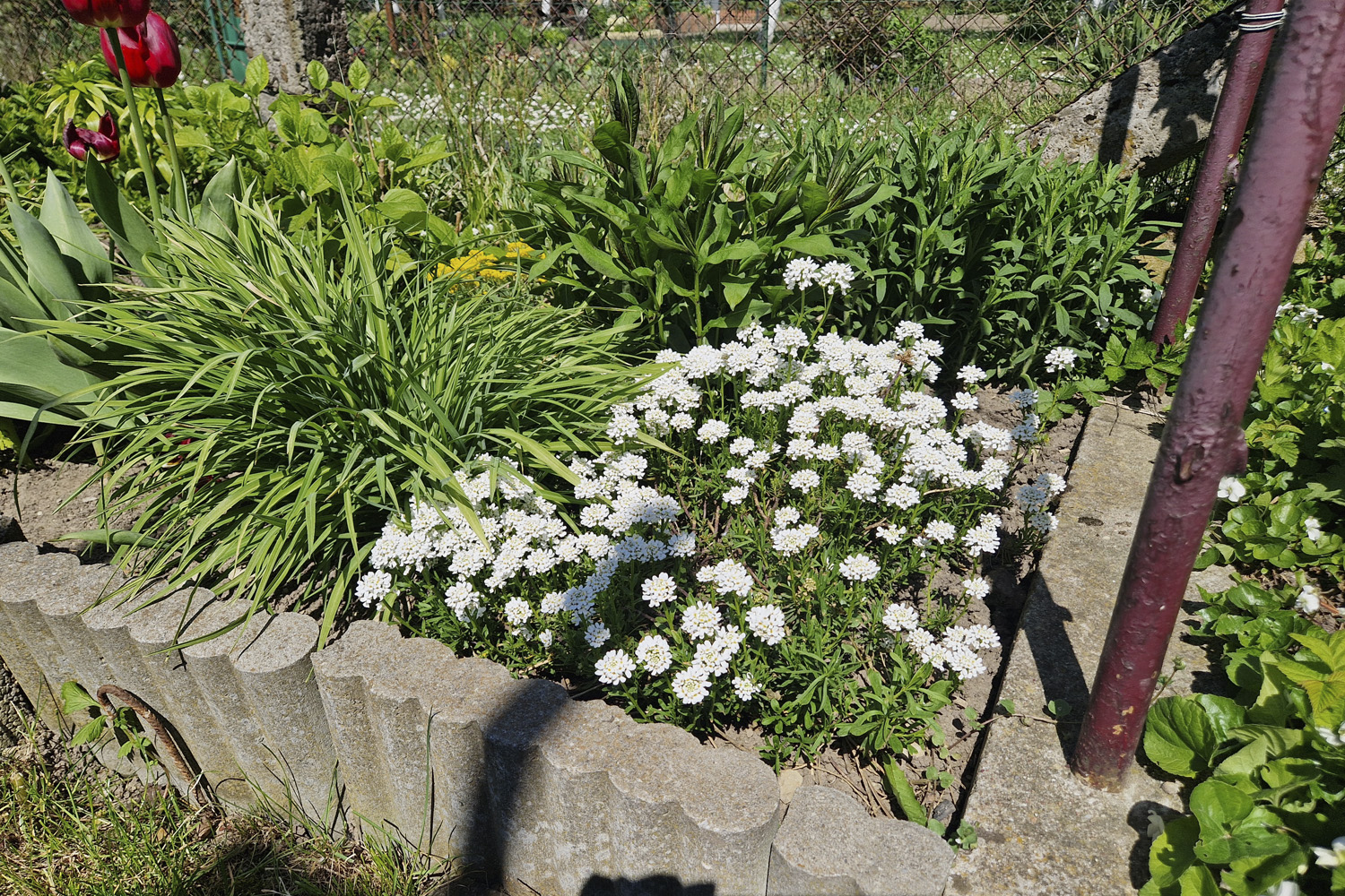 Czas dla lilaków i roślin cebulowych