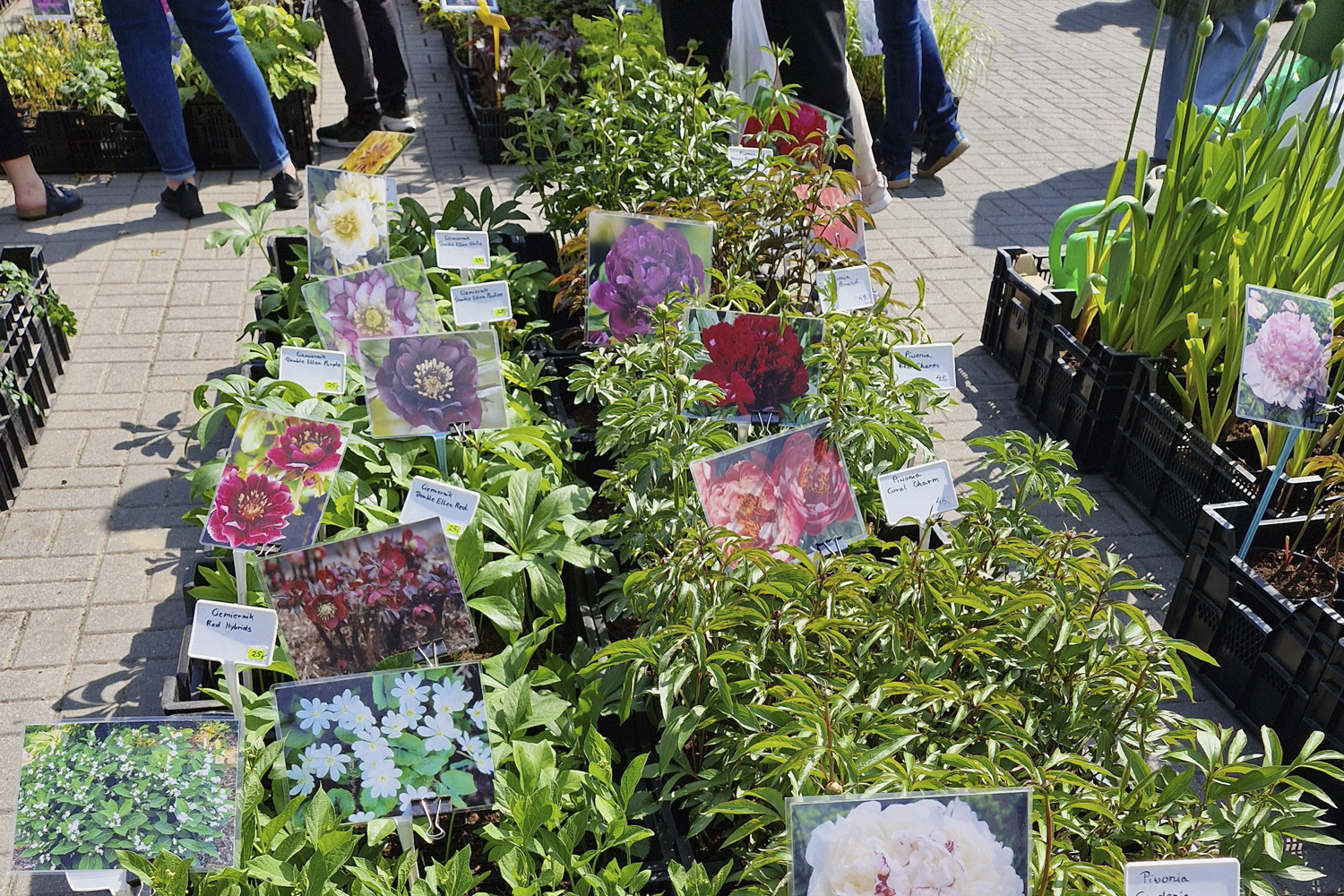 Piwonia, peonia, „róża bez kolców” bije rekordy popularności w ogrodach