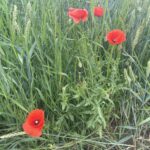 14.06.2024. Słupia. Dzień Pola / Fot. Marzena Smoręda - Radio Kielce