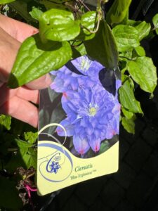 Kwitnące pnącza Clematisa są dostępne w naszych centrach ogrodniczych. / Fot. Agrocentrum Sandomierska