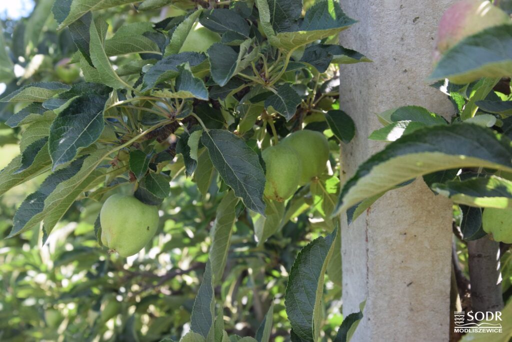 W sadach jabłoniowych dużym zagrożeniem są mszyce i zwójki liściowe / Fot. Świętokrzyski Ośrodek Doradztwa Rolniczego