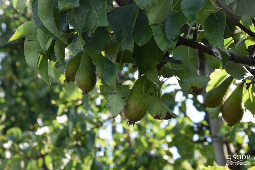W sadach jabłoniowych dużym zagrożeniem są mszyce i zwójki liściowe / Fot. Świętokrzyski Ośrodek Doradztwa Rolniczego