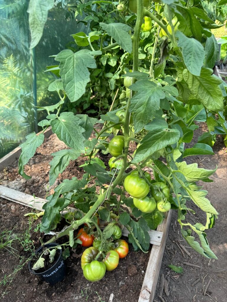 Costoluto fiorentino / Fot. Agrocentrum Sandomierska