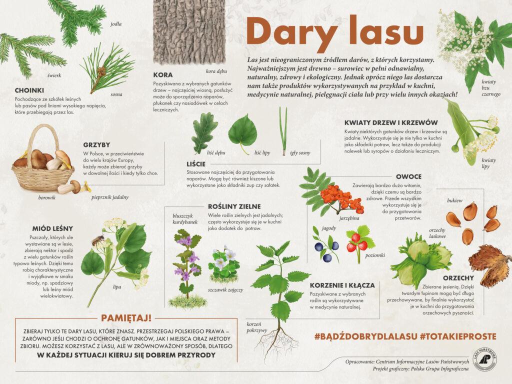 grafika "Dary lasu" / Centrum Informacyjne Lasów Państwowych