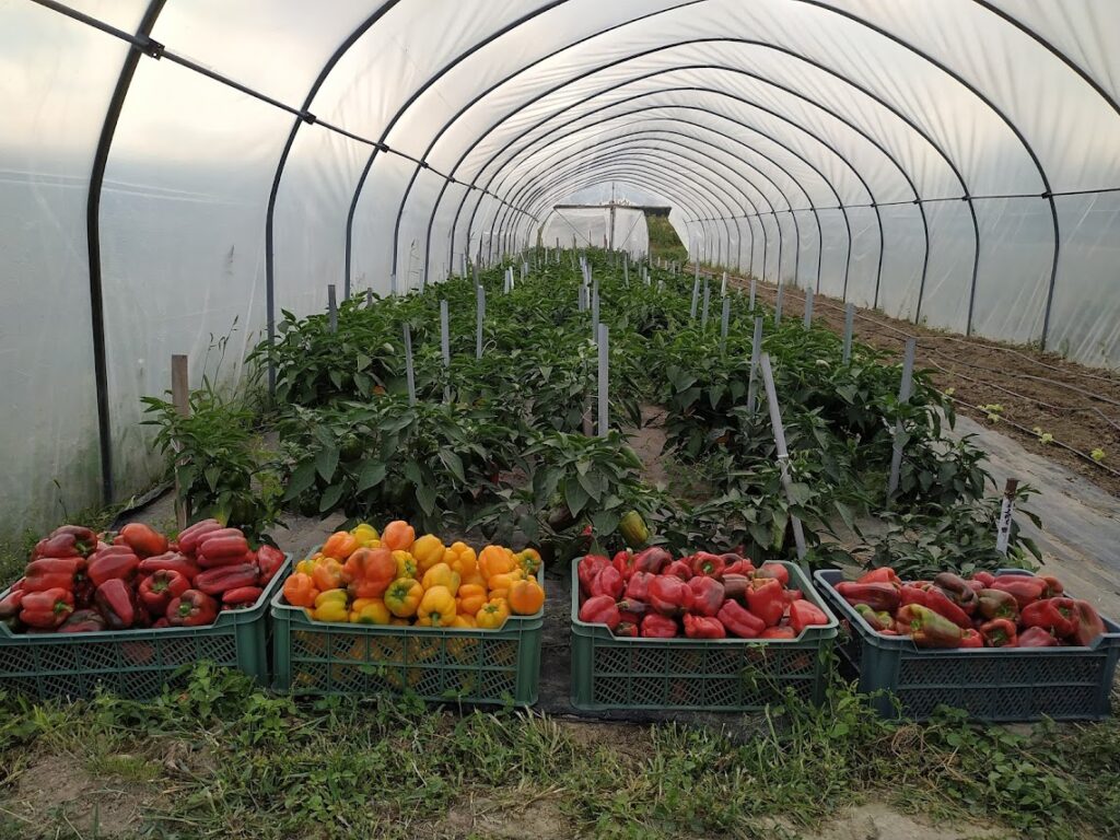 Głównym kierunkiem produkcji w gospodarstwie ekologicznym U Machockich są uprawy jagodowe, sad owocowy oraz warzywa, a także przetwórstwo w ramach Rolniczego Handlu Detalicznego. / Fot. ŚODR