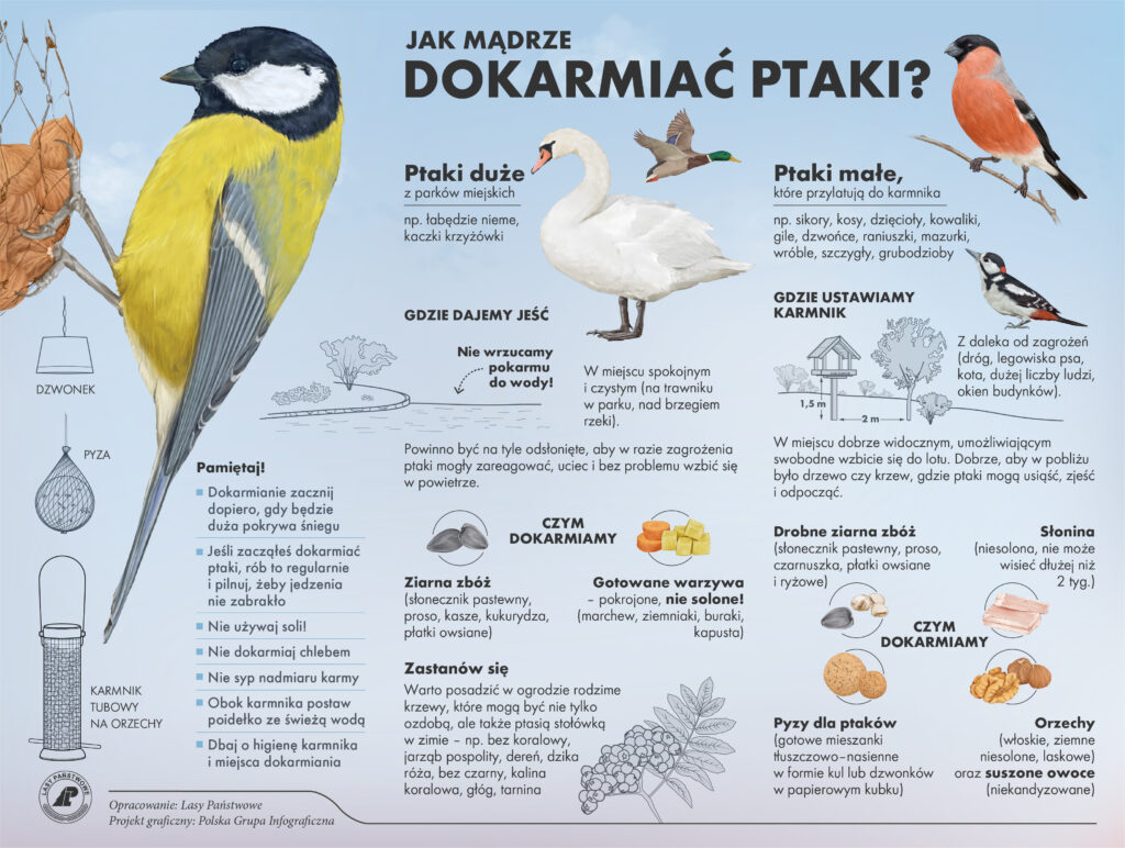 Jak mądrze dokarmiać ptaki? / Infografika Lasy Państwowe