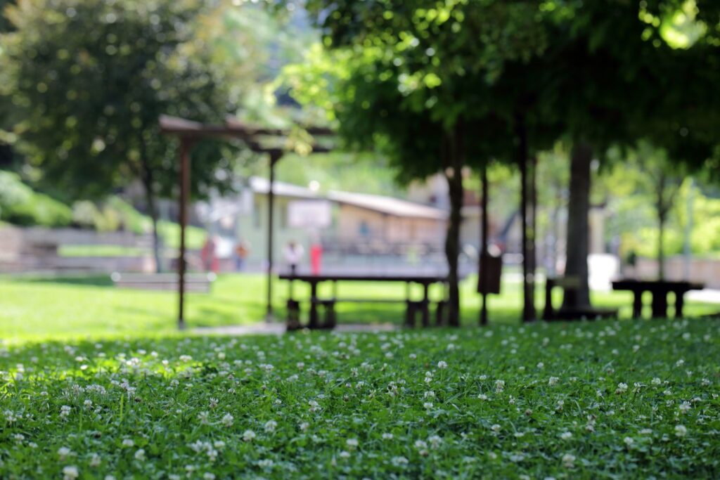 Łąki i pasy kwiatowe wspierają uprawy 2 Uprawa na łące kwietnej /Fot. Canva