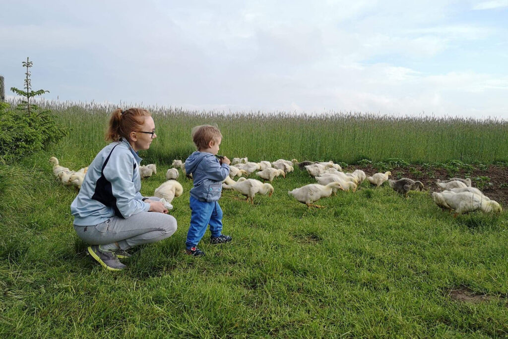 Pogoda dla gęsi 2 Hodowla gęsi białej kołudzkiej w Olszownicy / Fot. Marzena Smoręda