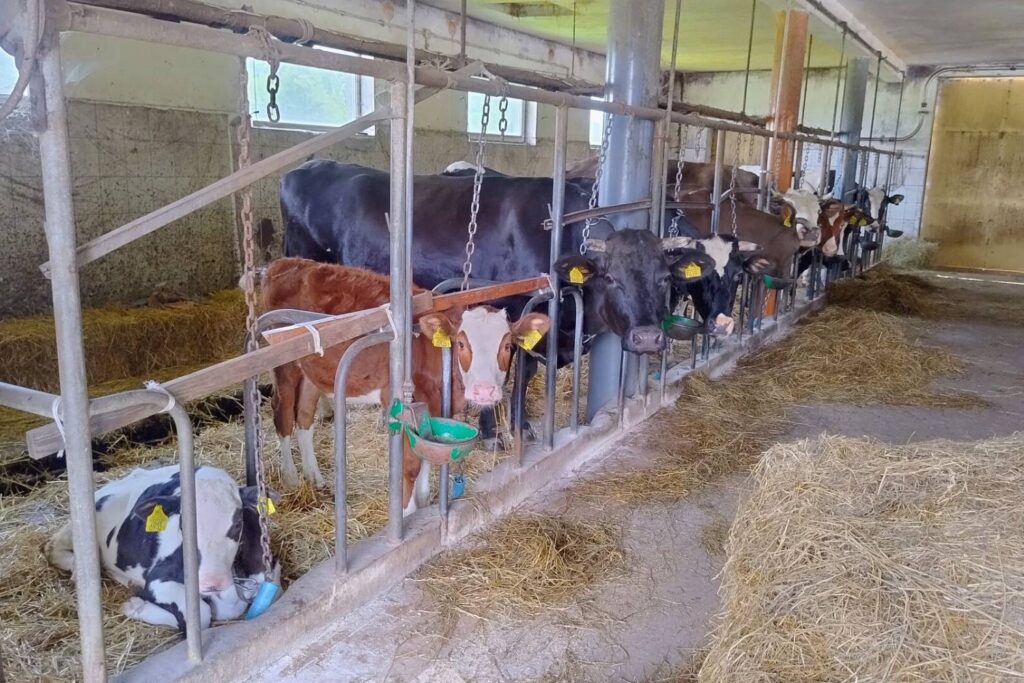 Nie mieli wyjścia, ale swoje gospodarstwo prowadzą z ogromną satysfakcją 5 Gospodarstwo pani Moniki Metryckiej we wsi Momocicha w powiecie koneckim, w gminie Radoszyce./ Fot. Marzena Smoręda