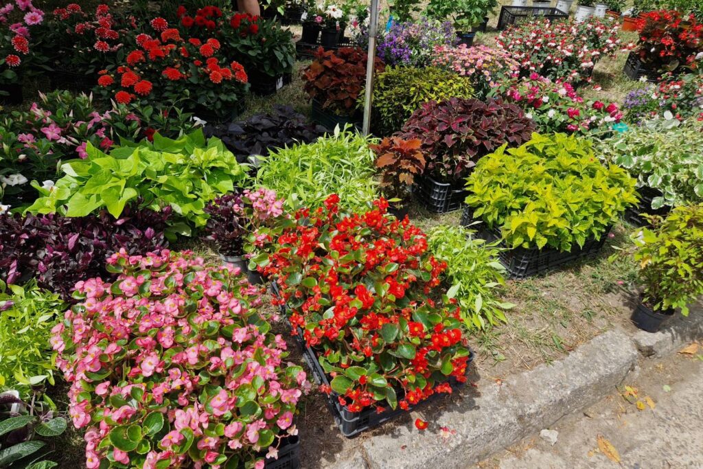 Begonia – przebojowy kwiat w ogrodzie i mieszkaniu 2 Begonie/ Fot. Marzena Smoręda