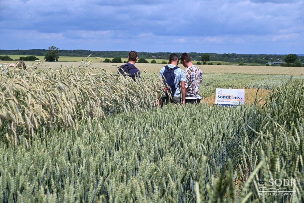 Pole doświadczalne to miejsce gdzie testuje się najnowsze odmiany roślin przy zastosowaniu różnych technik i systemów uprawy oraz na różnych poziomach uprawy i intensywności. /. Fot. ŚODR