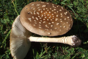 Trujący muchomor plamisty / Fot. źródło Wikipedia